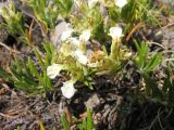 Teucrium montanum