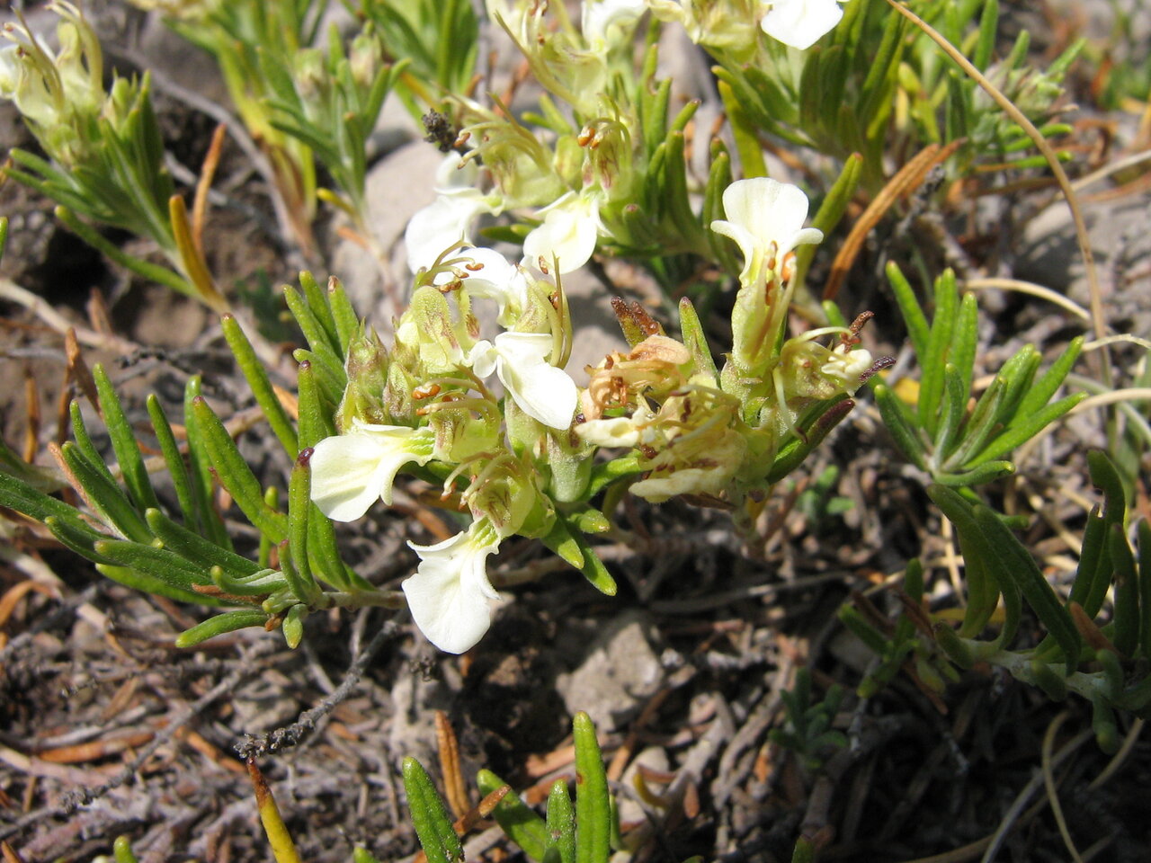 Image of Teucrium montanum specimen.