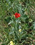 Glaucium corniculatum. Цветущее растение. Крым, Караларский природный парк, окр. бухты Коровья, степь. 07.05.2021.