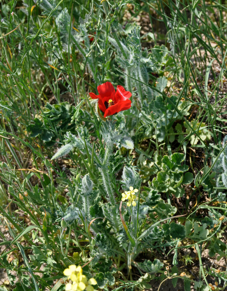 Изображение особи Glaucium corniculatum.