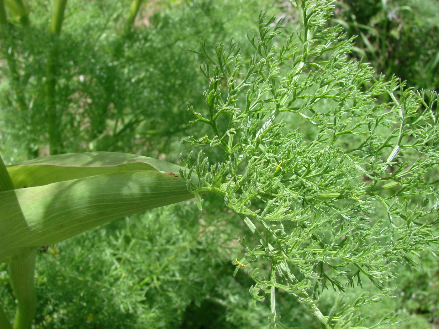 Изображение особи Ferula tenuisecta.