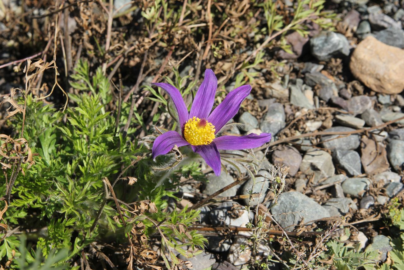 Изображение особи род Pulsatilla.