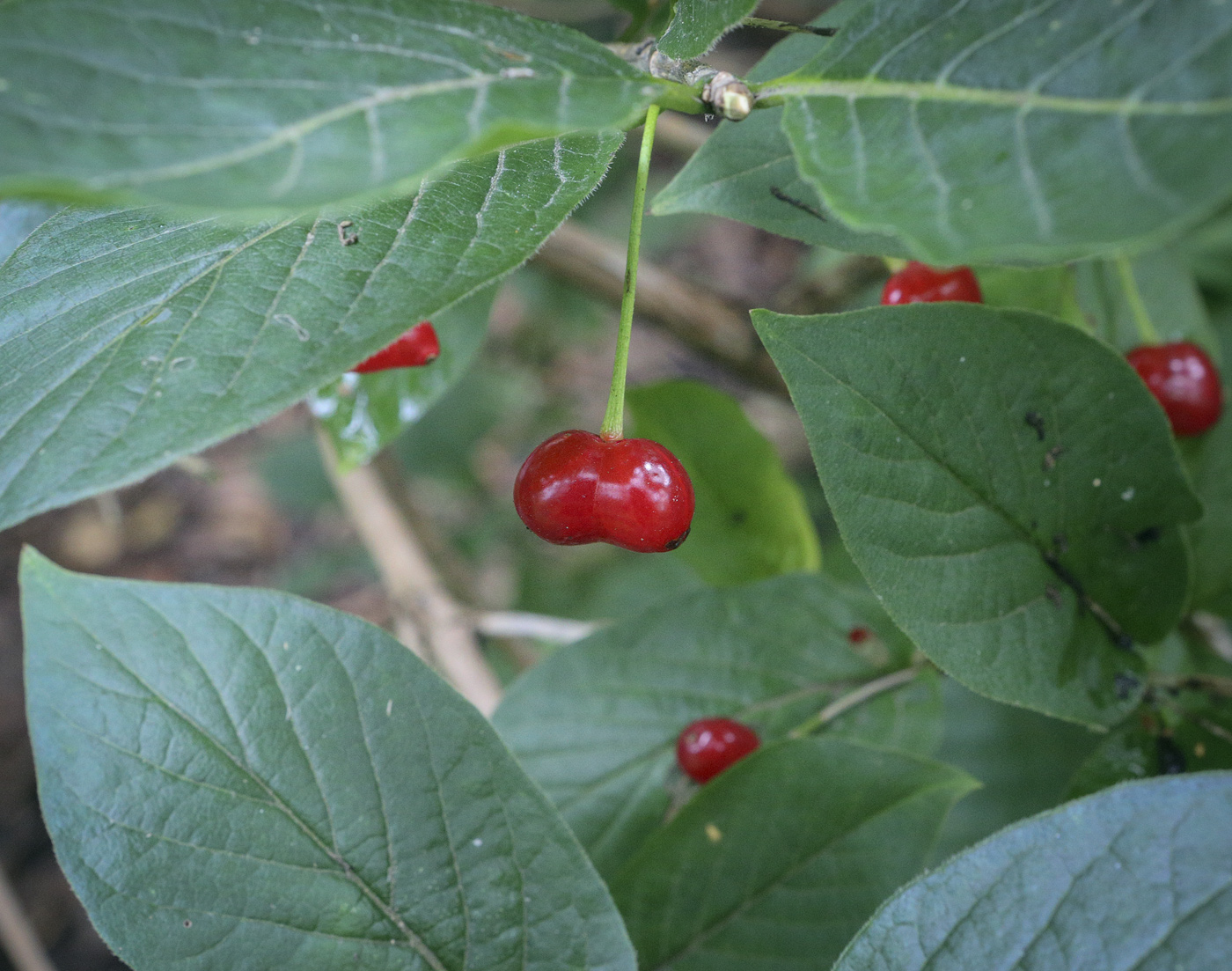 Изображение особи Lonicera alpigena.