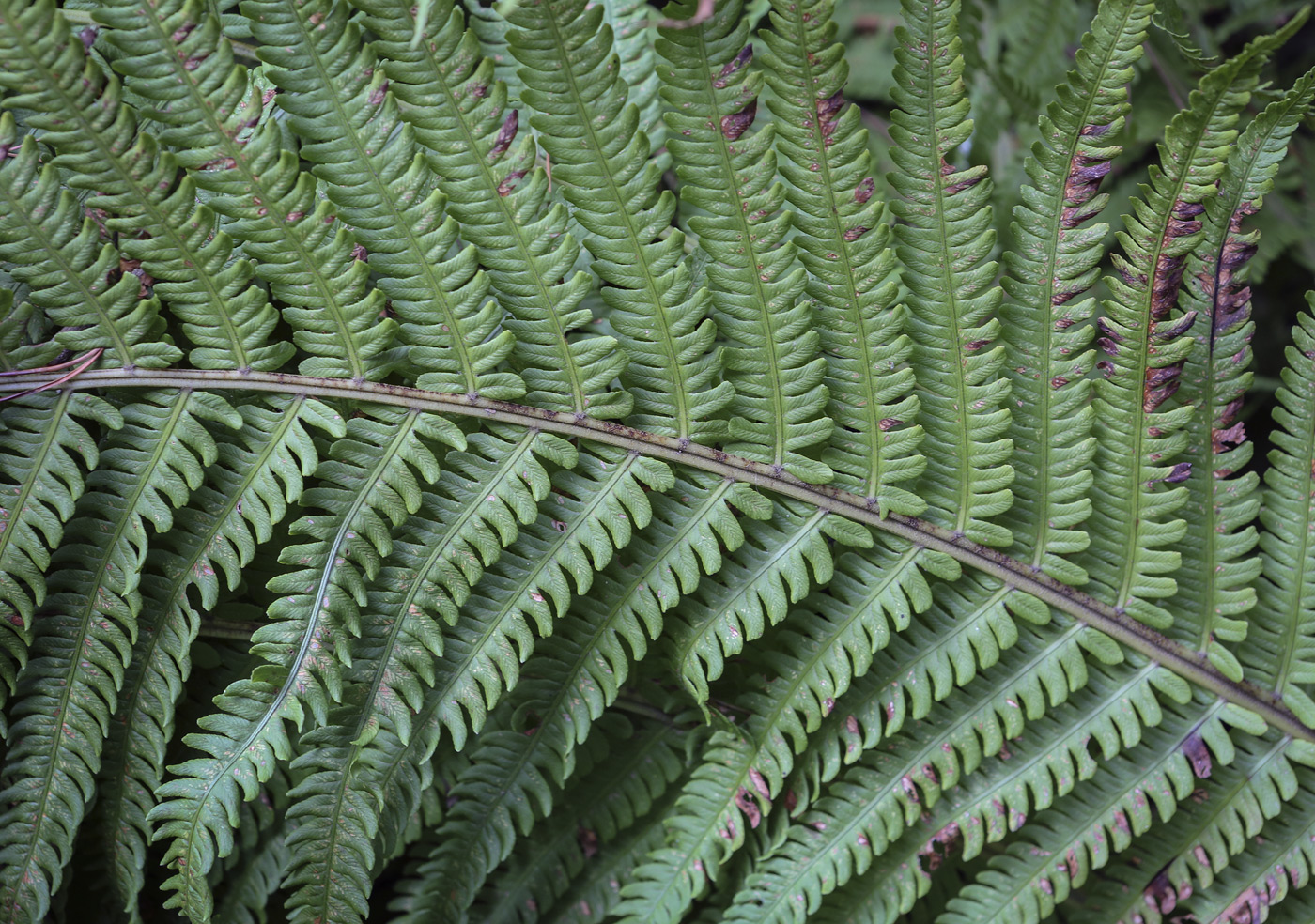 Image of Matteuccia struthiopteris specimen.