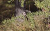 Larix sibirica. Верхушка веточки с шишкой. Пермский край, Кунгурский р-н, окр. с. Филипповка, гора Ледяная. 12.09.2021.