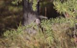 Larix sibirica