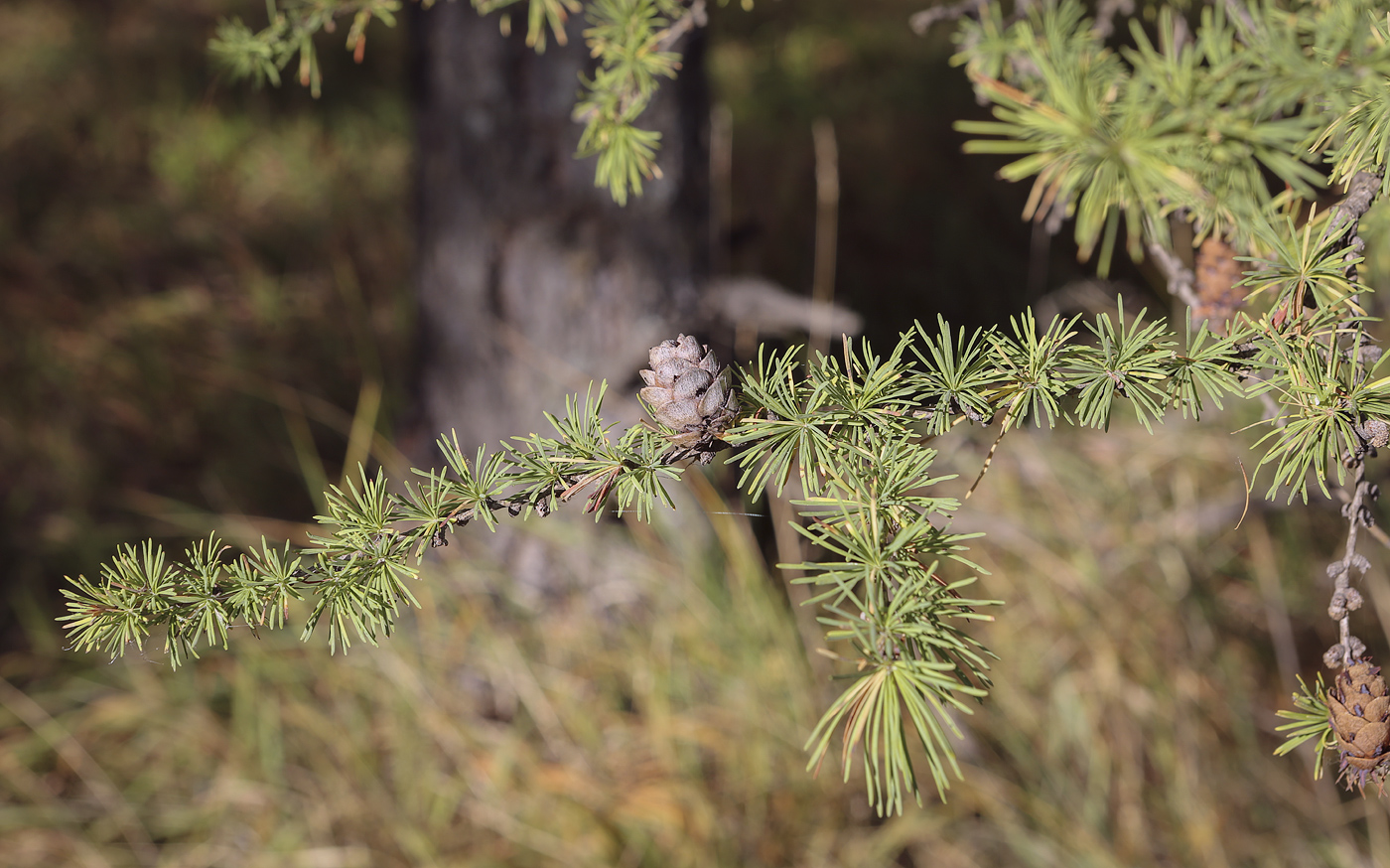 Изображение особи Larix sibirica.