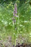 Anacamptis подвид elegans