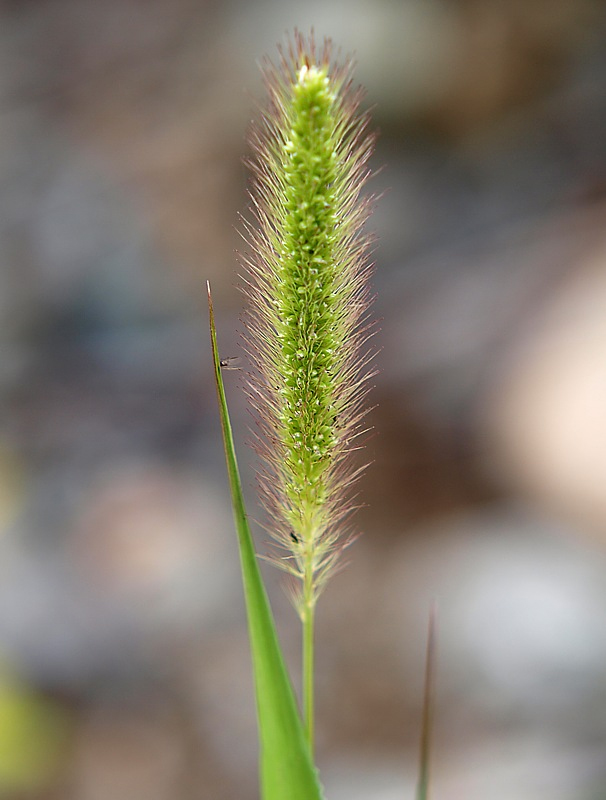 Изображение особи Setaria viridis.