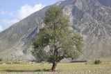 Populus laurifolia