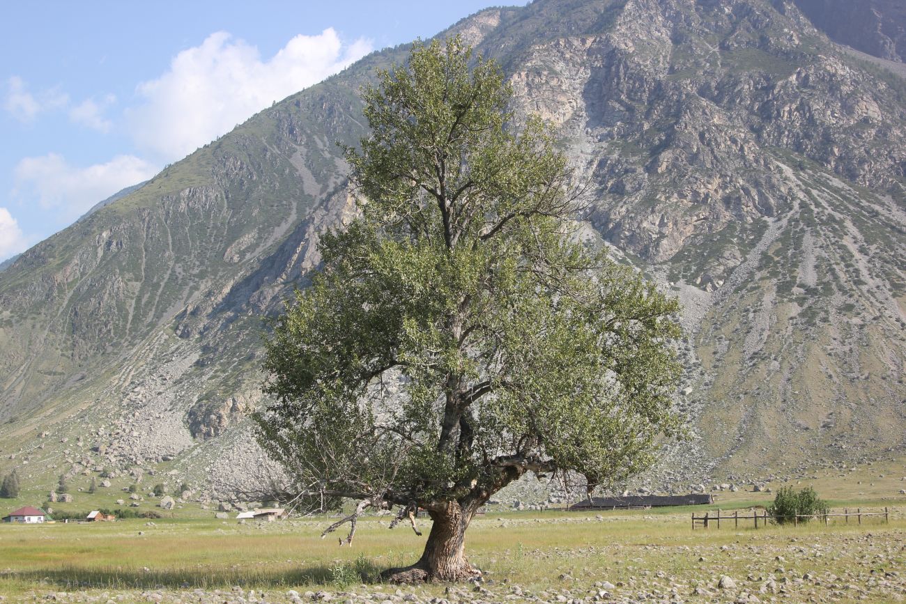 Изображение особи Populus laurifolia.