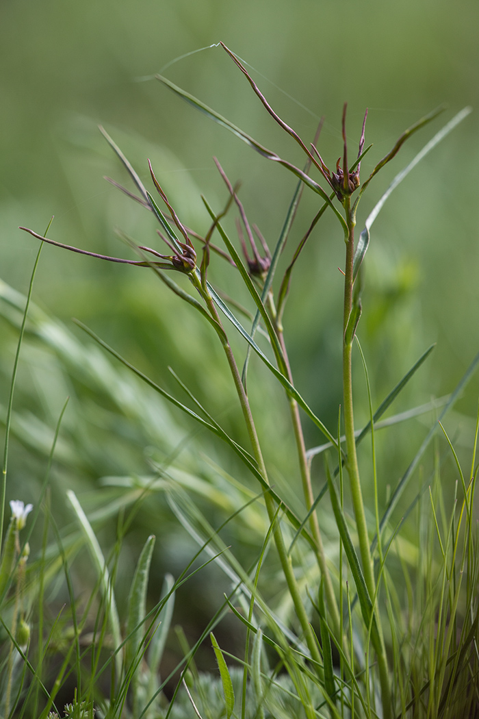 Image of Euphorbia leptocaula specimen.