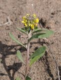 Alyssum разновидность desertorum