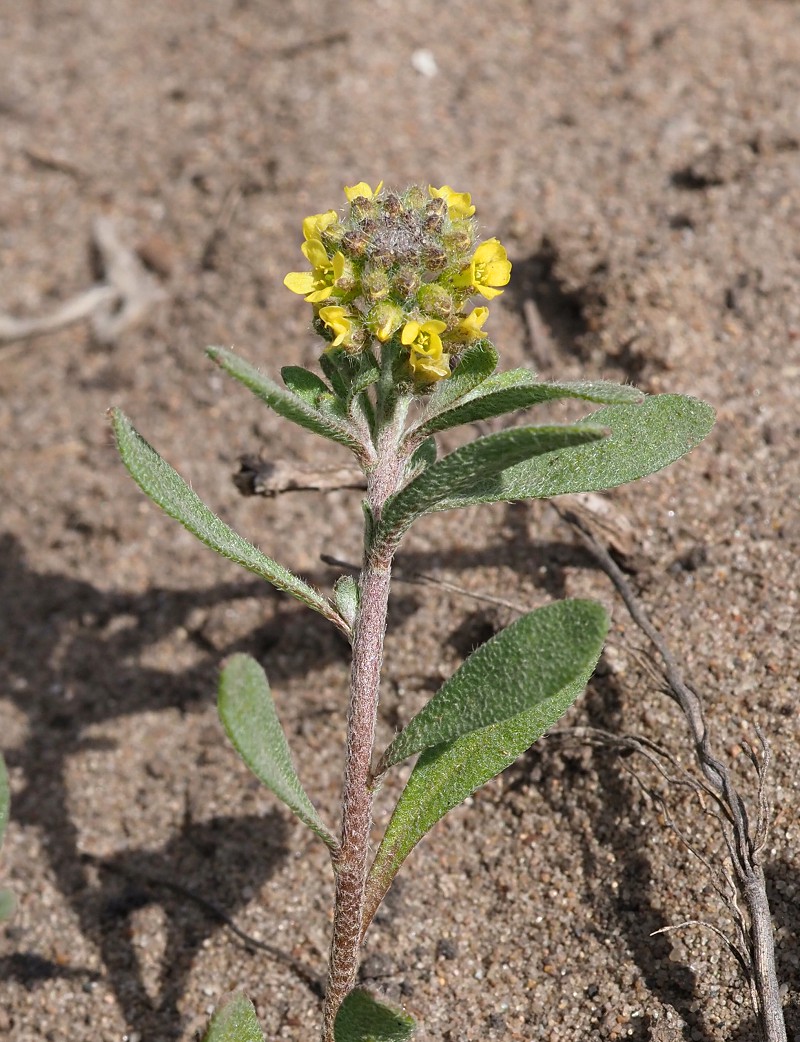 Image of Alyssum turkestanicum var. desertorum specimen.