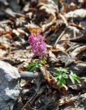 Corydalis solida. Цветущее растение. Самарская обл., Жигулёвский заповедник, гора Стрельная, опушка широколиственного леса. 02.05.2021.