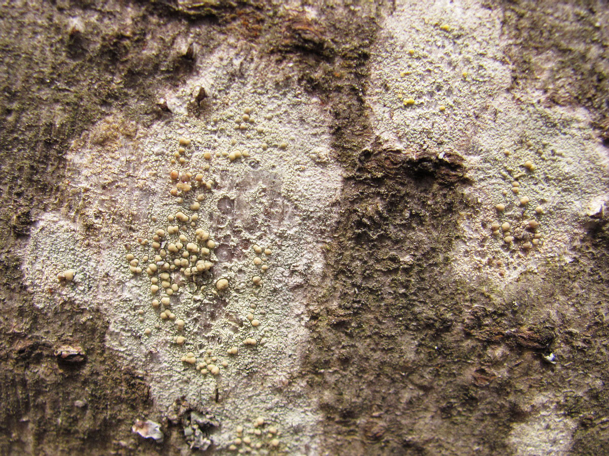 Image of genus Lecanora specimen.