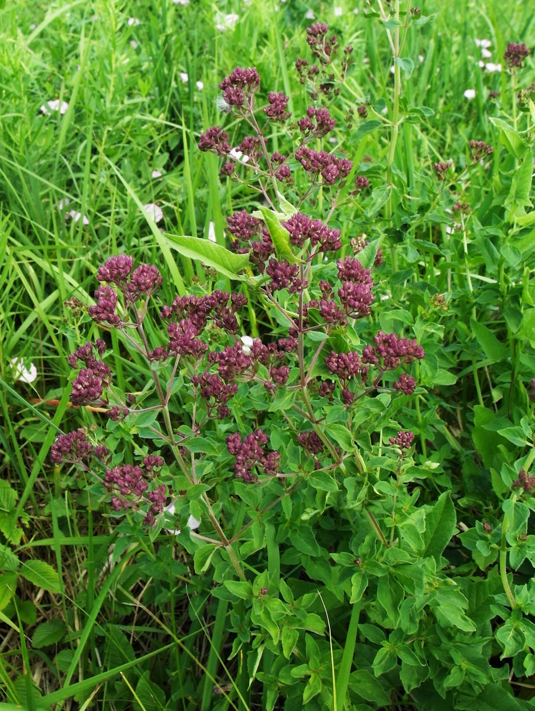 Изображение особи Origanum vulgare.