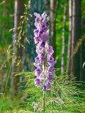 Aconitum septentrionale