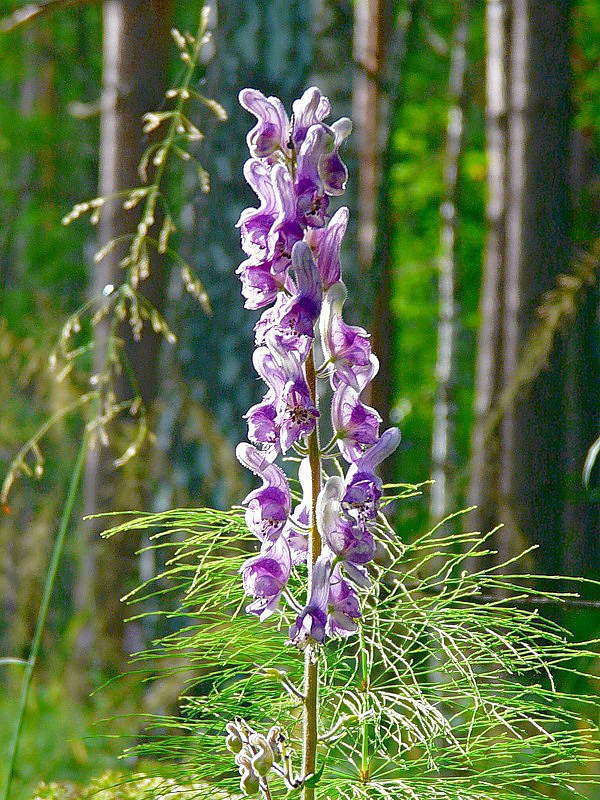 Изображение особи Aconitum septentrionale.