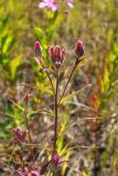 Castilleja rubra