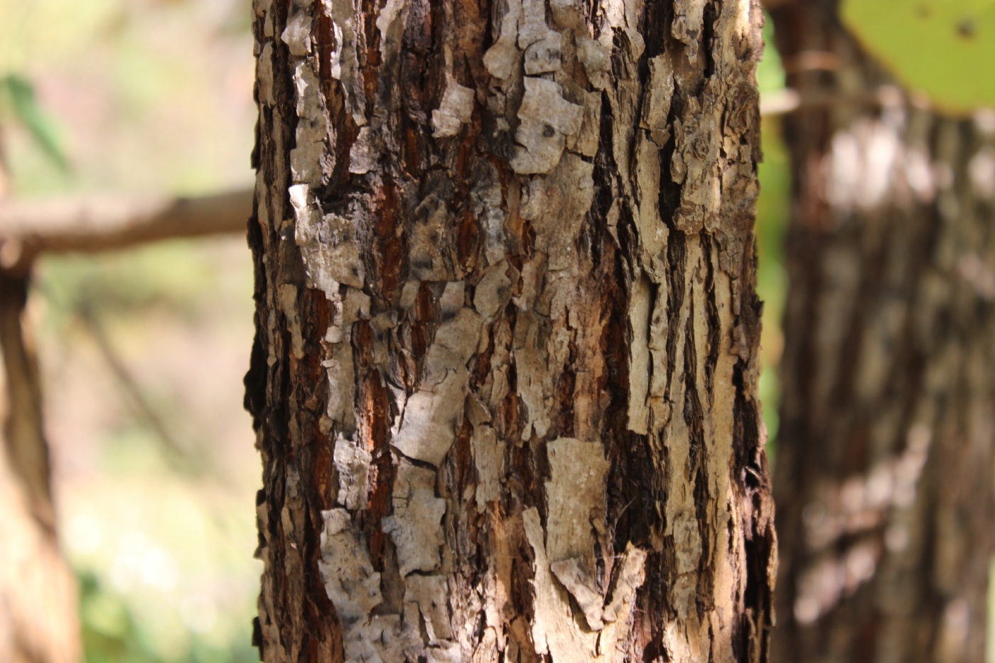 Изображение особи Tilia paucicostata.