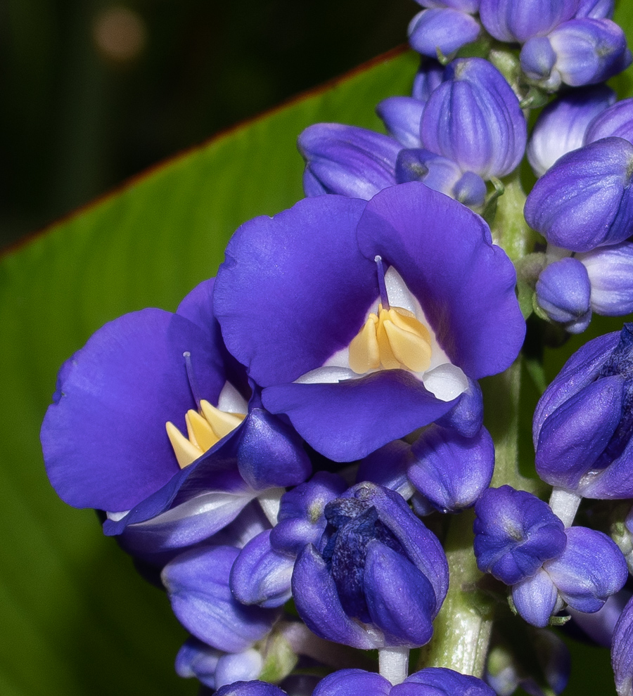Image of Dichorisandra thyrsiflora specimen.