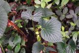 genus Begonia. Цветущее растение. Малайзия, штат Саравак, округ Мири, национальный парк «Мулу». 13.03.2015.