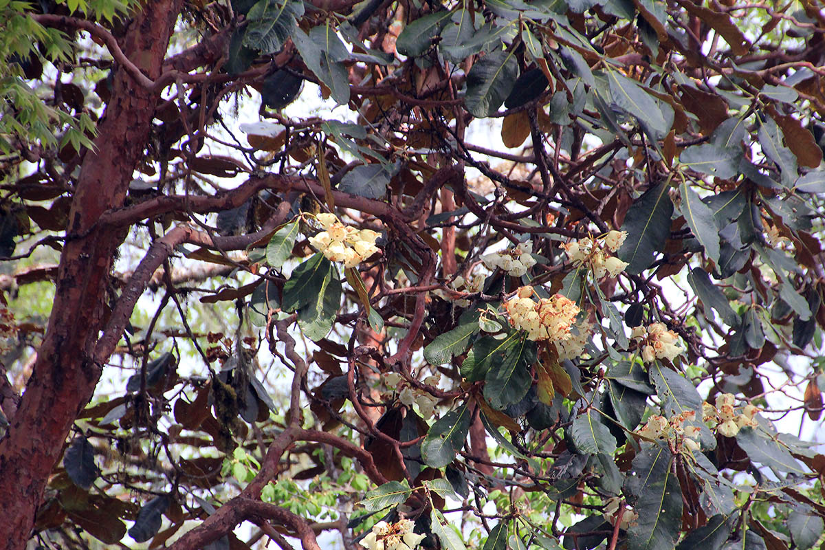 Image of genus Rhododendron specimen.