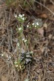 Androsace lactiflora. Верхушки побегов цветущего растения. Томская обл., г. Томск, пос. Заварзино, скальные выходы. 21.05.2022.