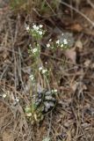 Androsace lactiflora