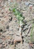 Euphorbia blepharophylla. Растение с незрелыми плодами. Вост. Казахстан, Курчумский хр. 28.05.2004.