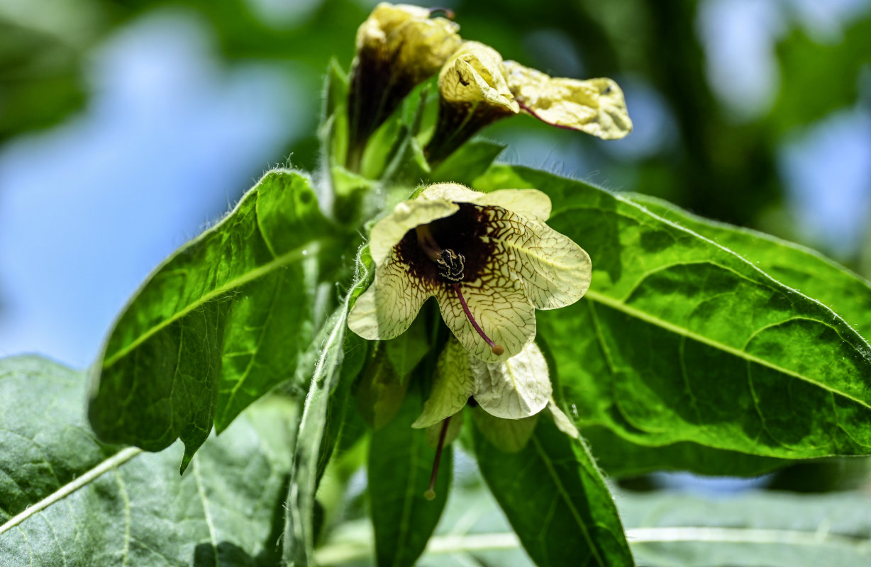 Изображение особи Hyoscyamus niger.