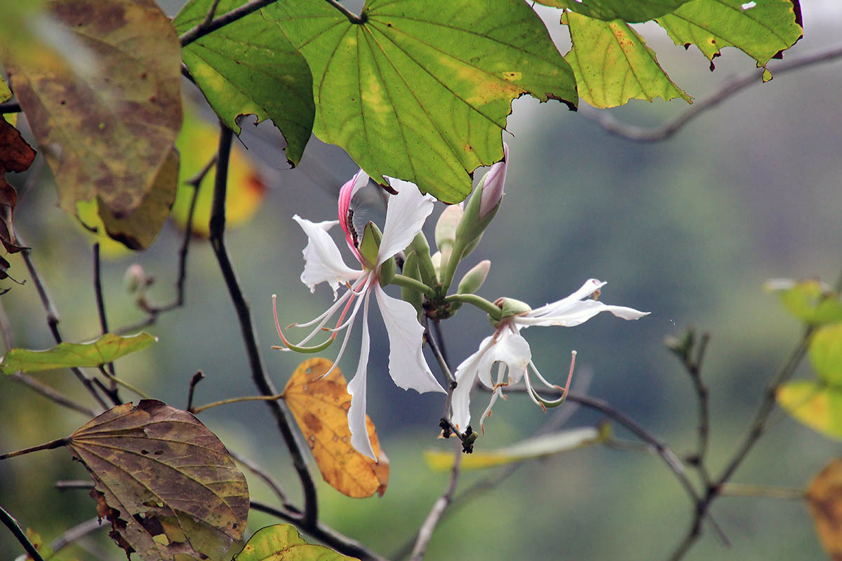 Изображение особи род Bauhinia.