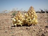 Cistanche deserticola