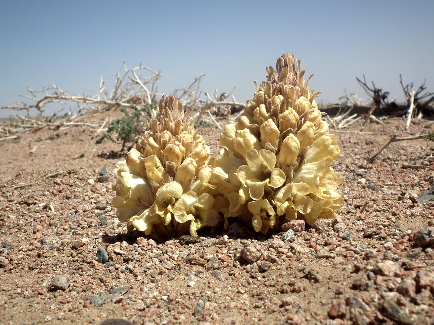 Image of Cistanche deserticola specimen.