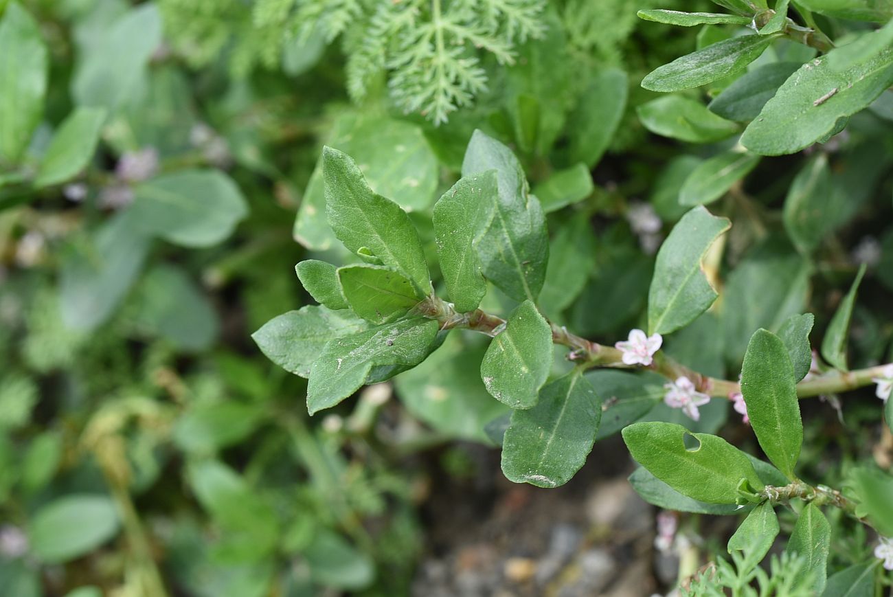 Изображение особи Polygonum alpestre.