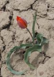 Tulipa suaveolens. Цветущее растение. Восточный Крым, хр. Биюк-Янышар, глинистый склон. 25 апреля 2021 г.