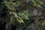 Melia azedarach. Ветви с плодами. Индия, провинция Уттар-Прадеш, национальный парк \"Rajaji\". 04.12.2022.