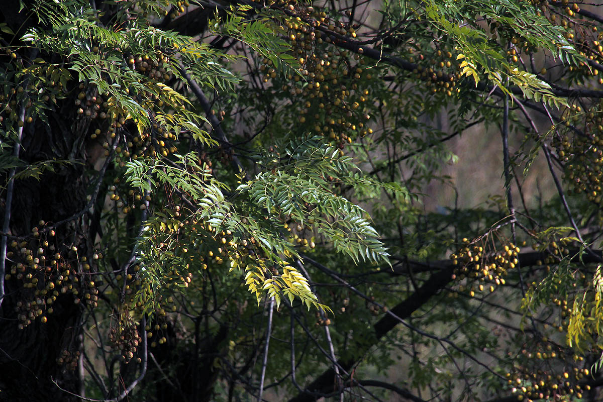 Image of Melia azedarach specimen.