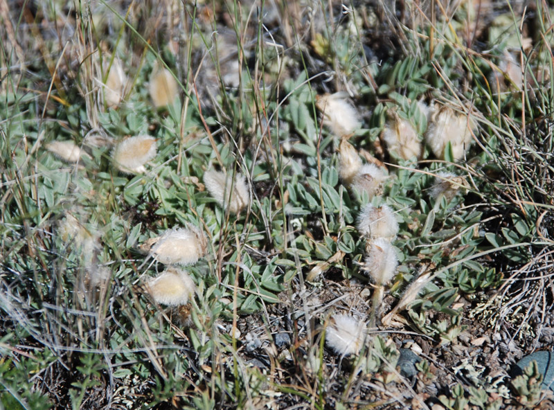 Image of Oxytropis eriocarpa specimen.
