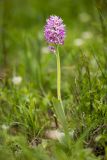 Orchis simia. Цветущее растение. Краснодарский край, м/о г. Новороссийск, южный склон Маркотхского хребта, шибляк. 02.05.2021.