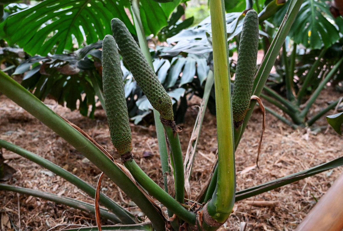 Image of Monstera deliciosa specimen.
