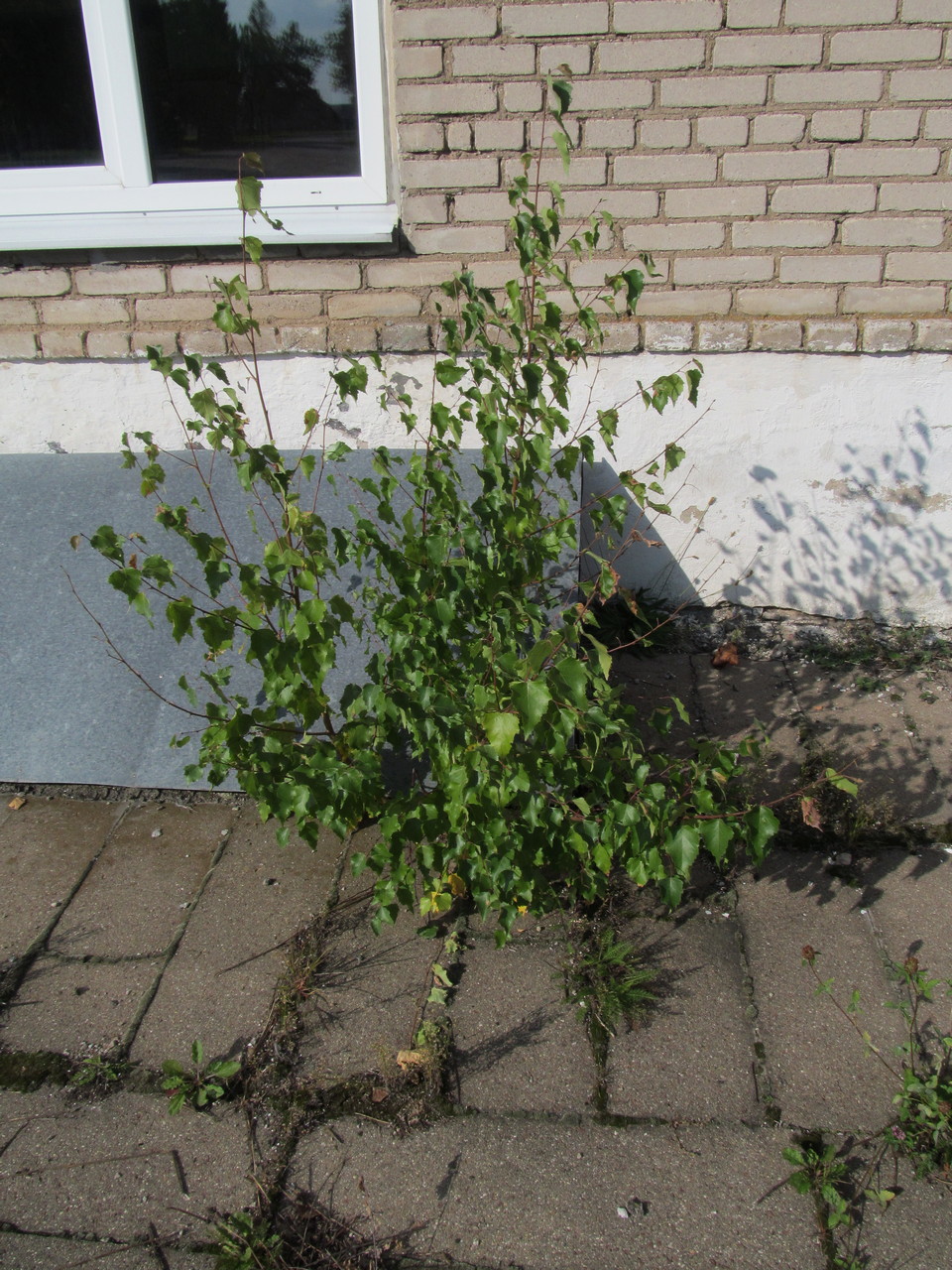 Image of Betula pendula specimen.