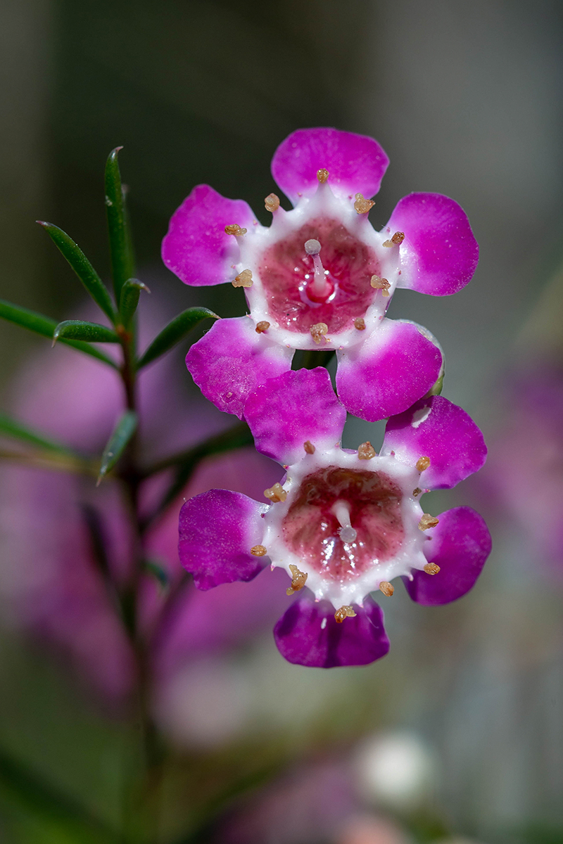 Изображение особи Chamelaucium uncinatum.