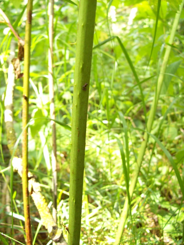 Image of Rubus nessensis specimen.