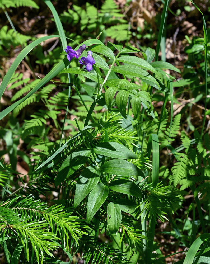 Изображение особи Lathyrus frolovii.