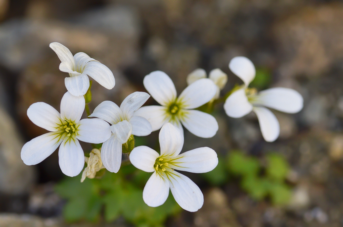 Image of Saxifraga sibirica specimen.