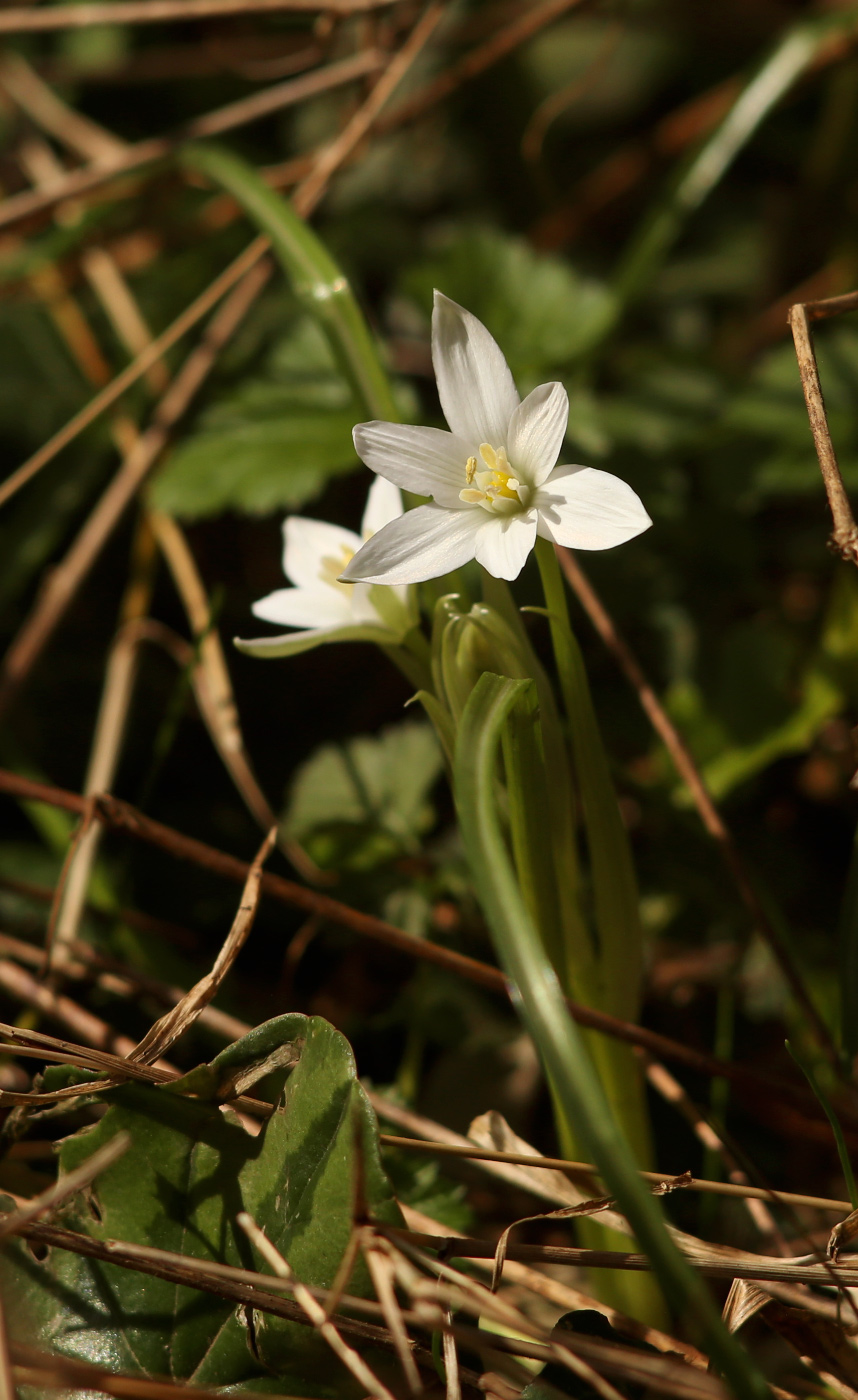 Изображение особи Ornithogalum woronowii.