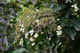 Hydrangea petiolaris. Соцветие с формирующимися плодами и листья. Курильские о-ва, о-в Кунашир, берег оз. Лагунное, опушка широколиственного леса. 18.08.2022.