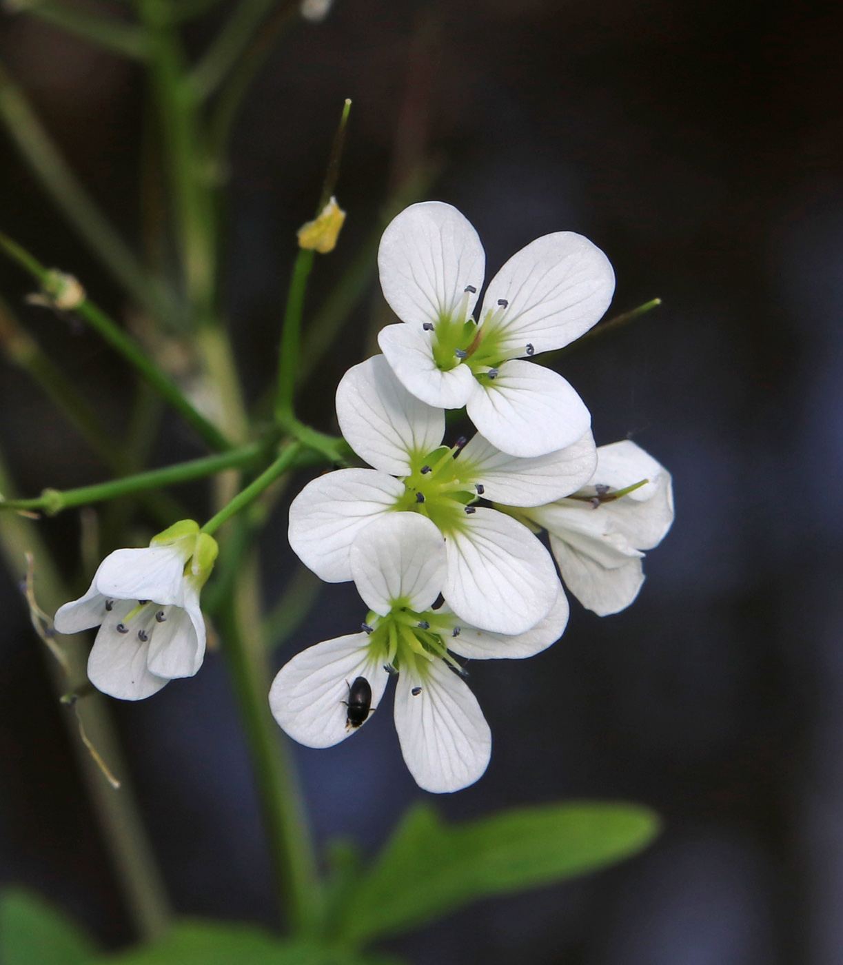 Изображение особи Cardamine amara.